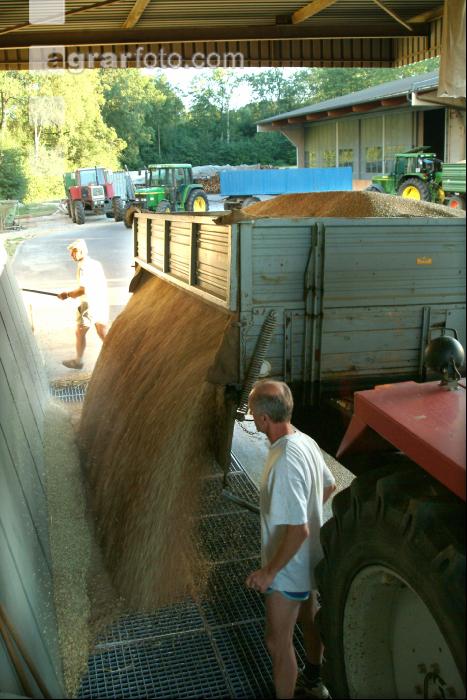 Weizen Ablieferung 14
