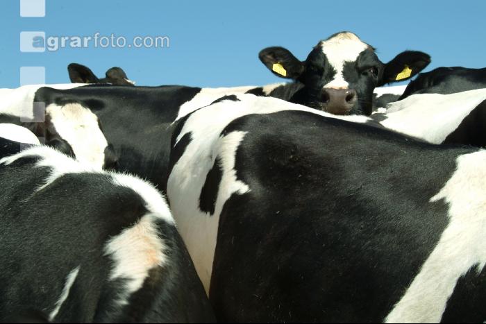 Holstein Weide 41