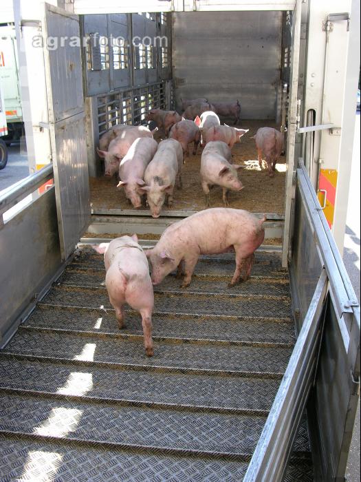 Ferkel verladen 1