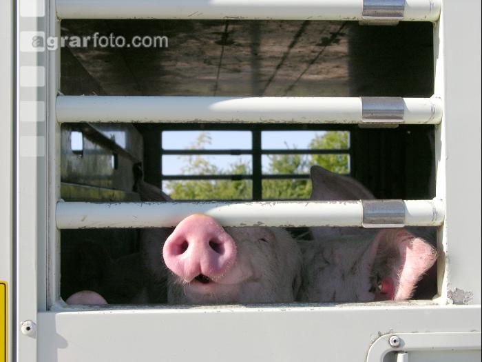 Tiertransporte 9