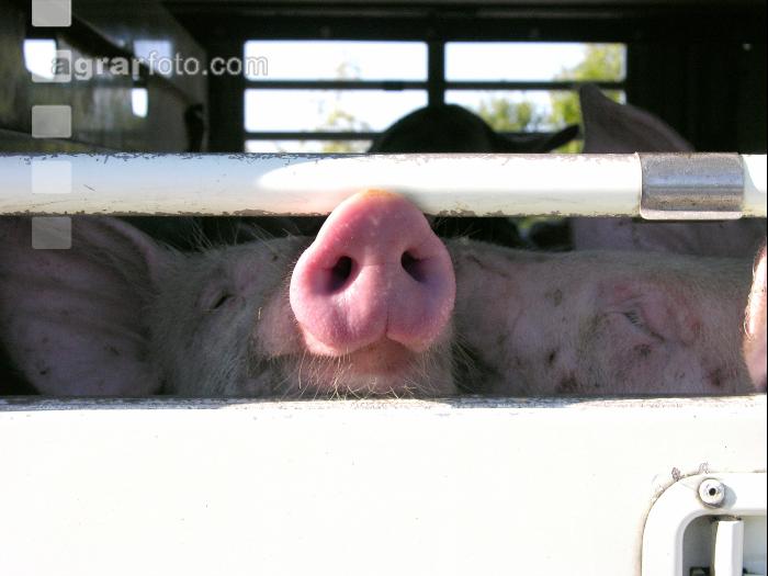 Tiertransporte 10