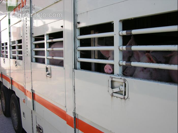 Tiertransporte 15