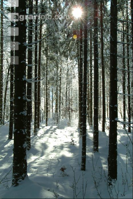 Wald verschneit 8
