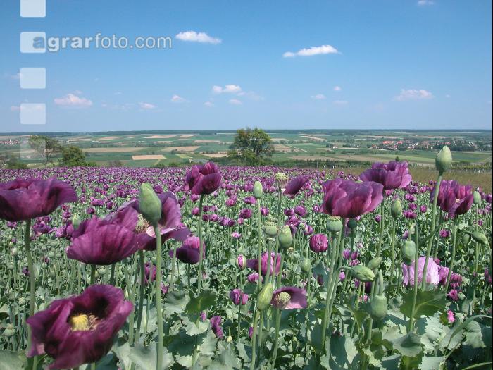 Mohn 