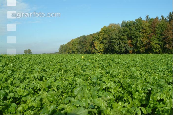 Senf Oktober 1