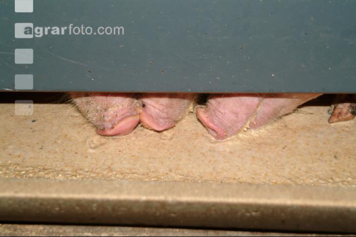 Schweine fressen 1