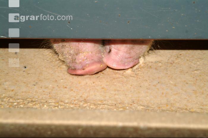 Schweine fressen 2