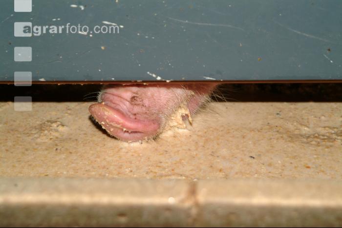 Schweine fressen 3