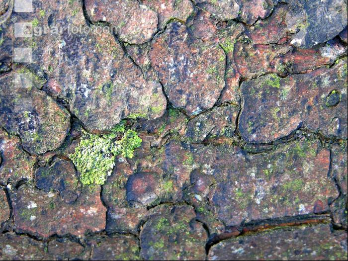 Fichtenborke