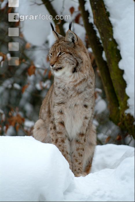 Luchs 3