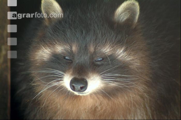 Waschbär 3