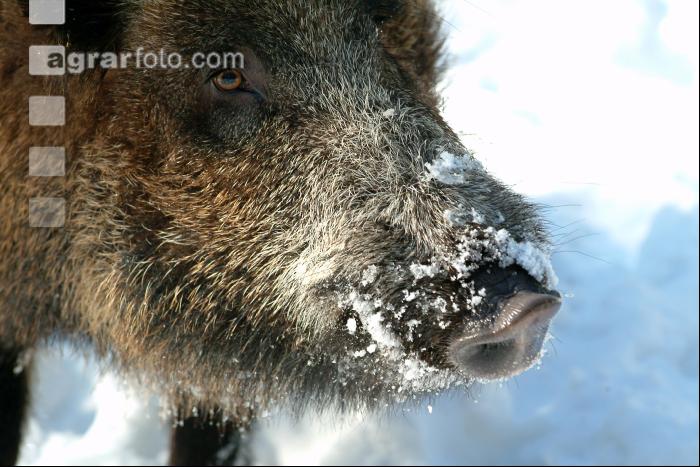 Wildschweine Schnee 5