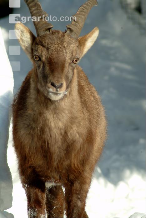 Steinbock 1