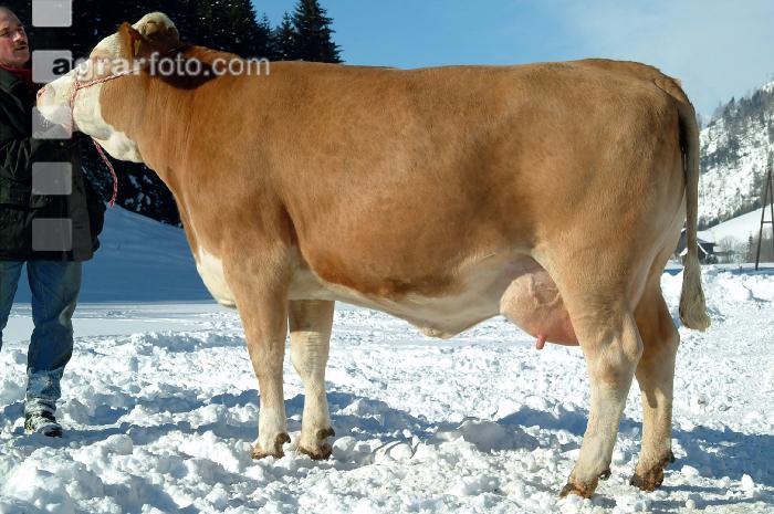 Elke im Schnee