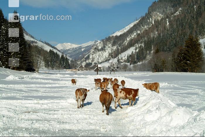 Fleckvieh Schnee 04