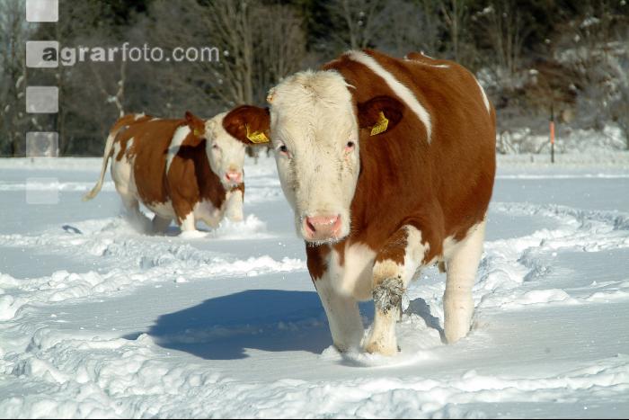 Fleckvieh Schnee 06