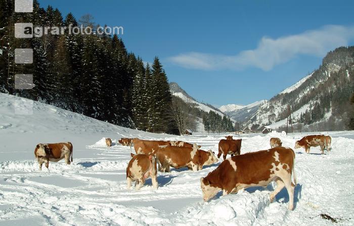 Fleckvieh Schnee 07