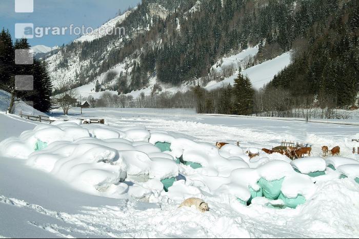 Fleckvieh Schnee 28
