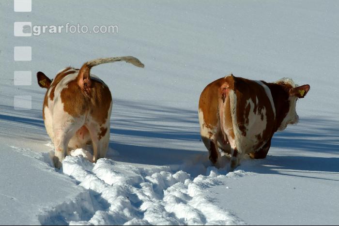 Fleckvieh Schnee 36