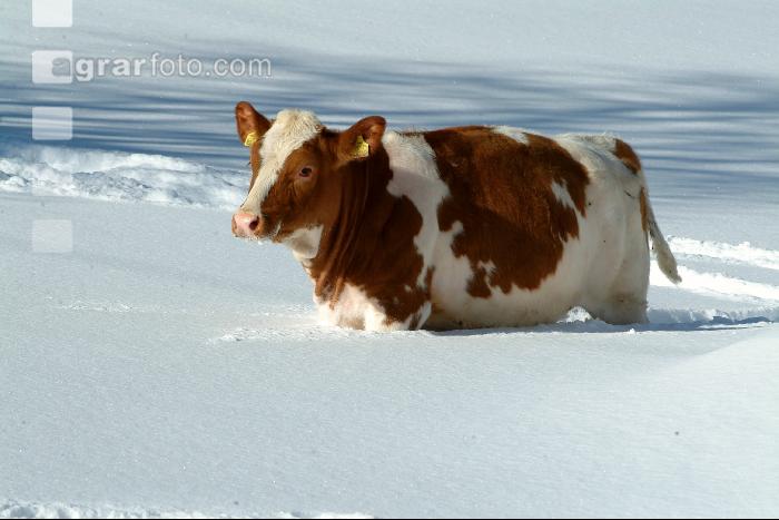 Fleckvieh Schnee 38