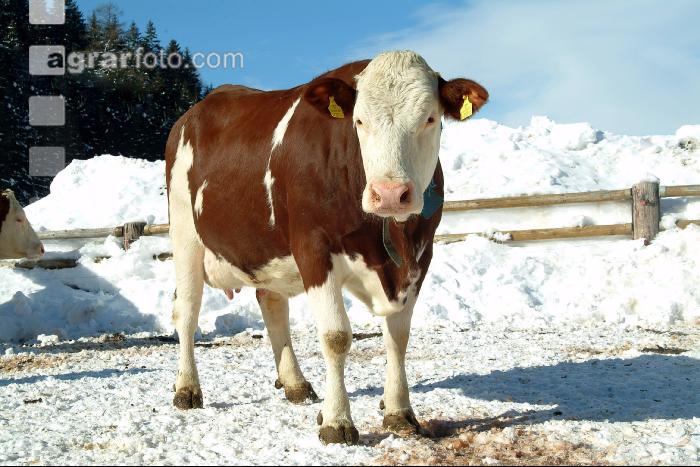 Fleckvieh Schnee 42
