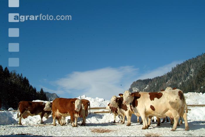 Fleckvieh Schnee 44