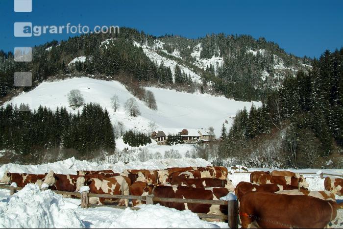 Fleckvieh Schnee 45