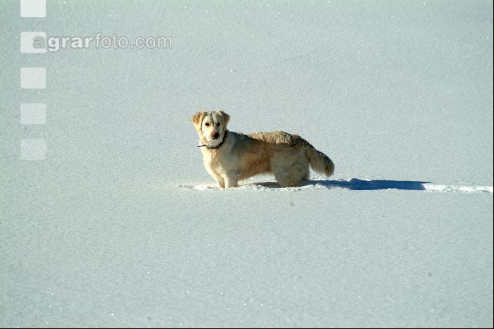 Hund im Schnee 1