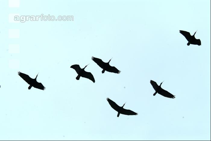 Waldrapp 2