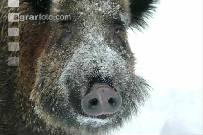 Wildschweine Schnee 2