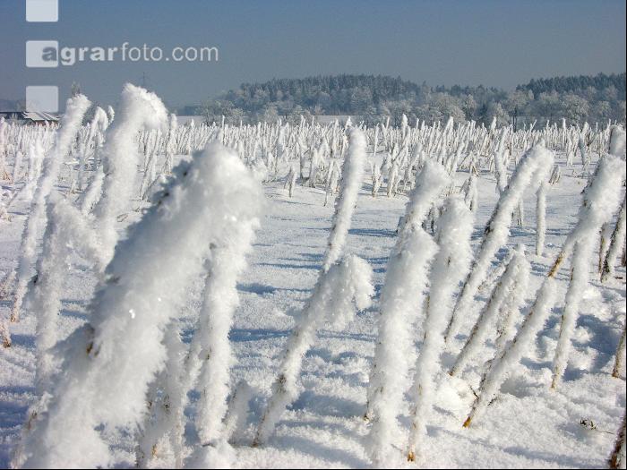 Senf Frost