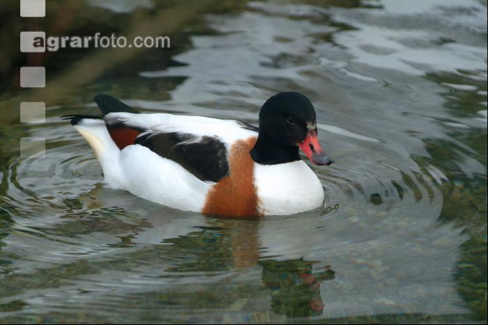 Enten 3