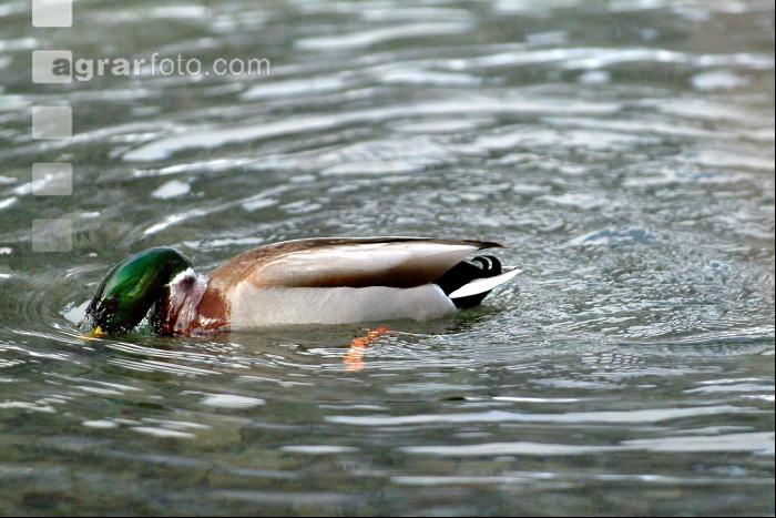 Enten 9