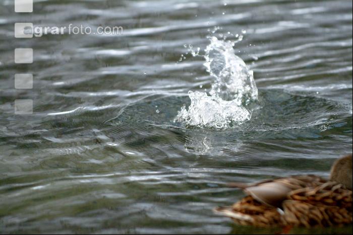 Enten 11