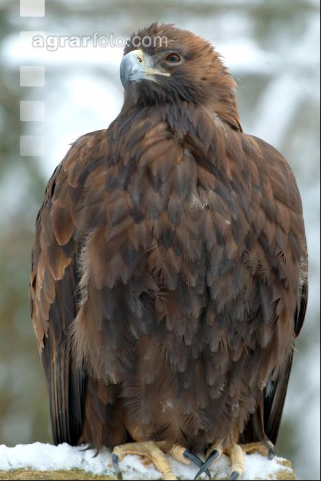 Steinadler 1