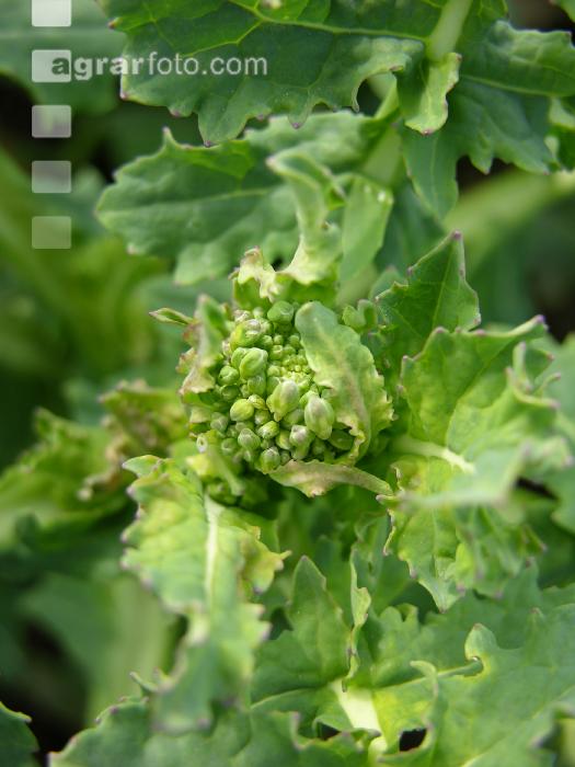 Raps Knospenbildung 15