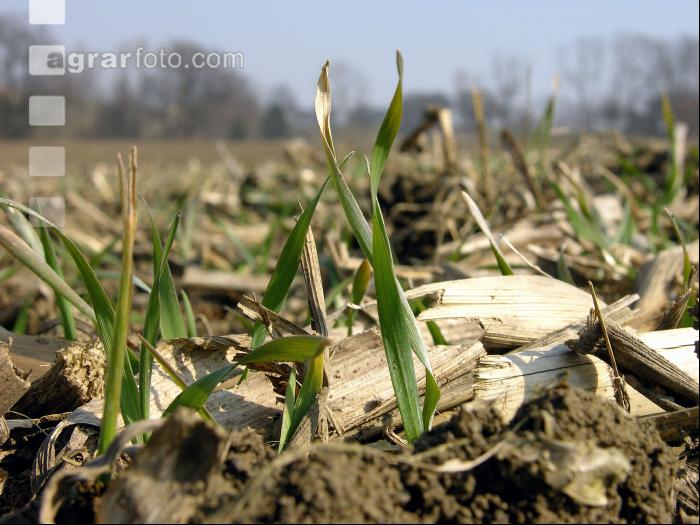 Weizen Mulchsaat 3