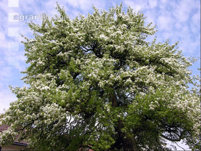 Birne Blüte 10