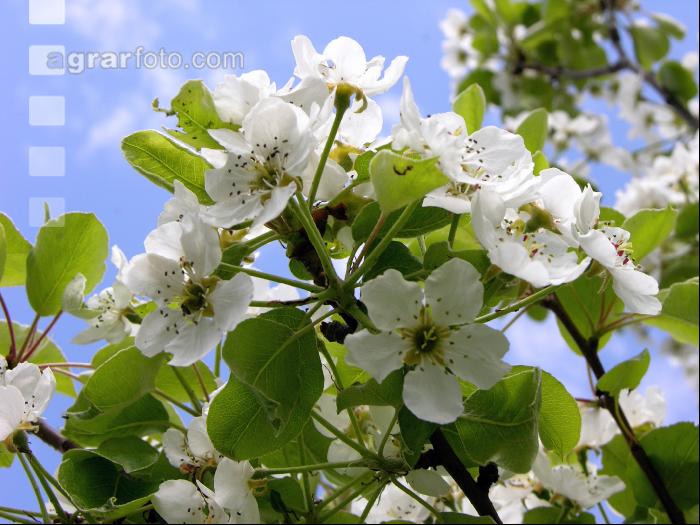 Birne Blüte 8