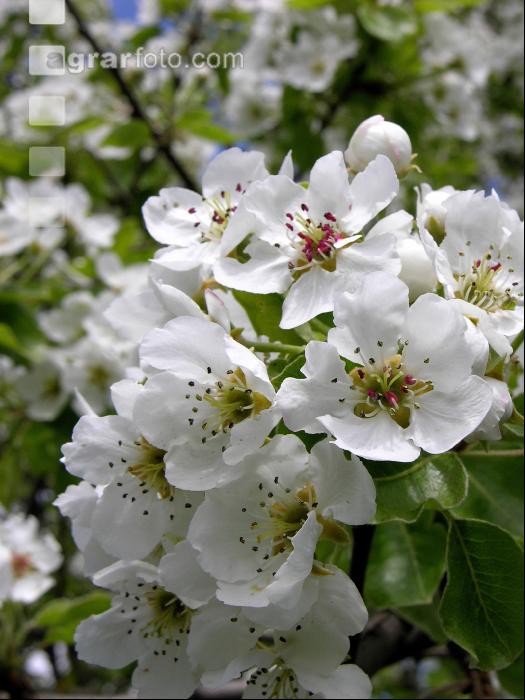 Birne Blüte 13