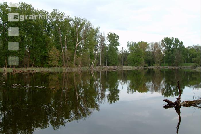 Donauauen 11