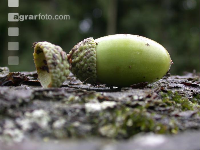 Eiche Frucht 1