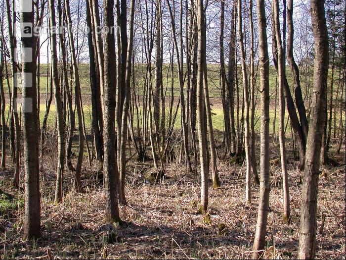Erlenwald 1