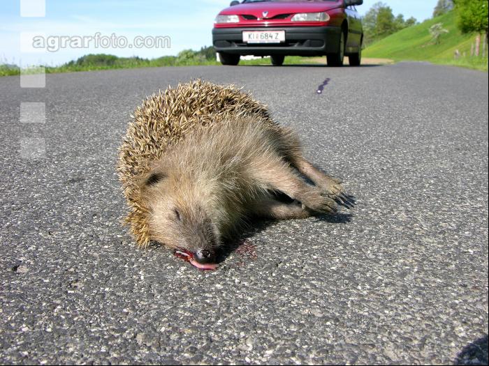 Toter Igel 2
