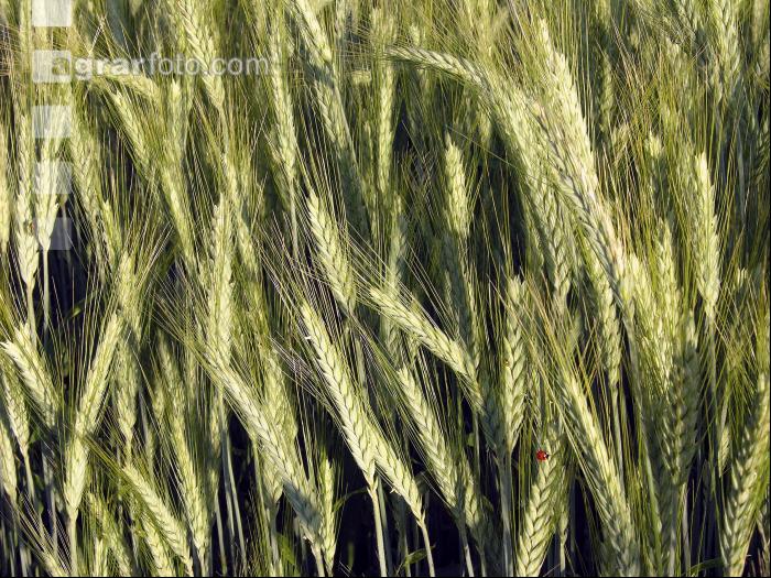 Triticale Blüte 14