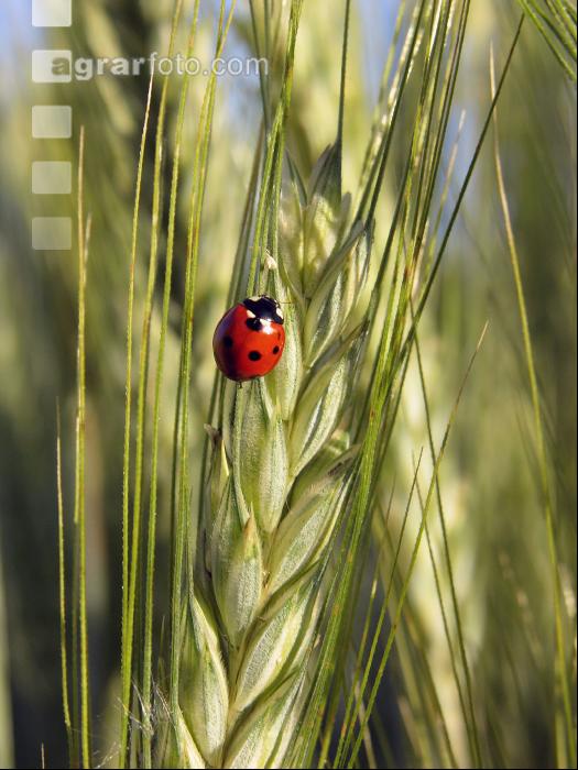 Triticale Blüte 15