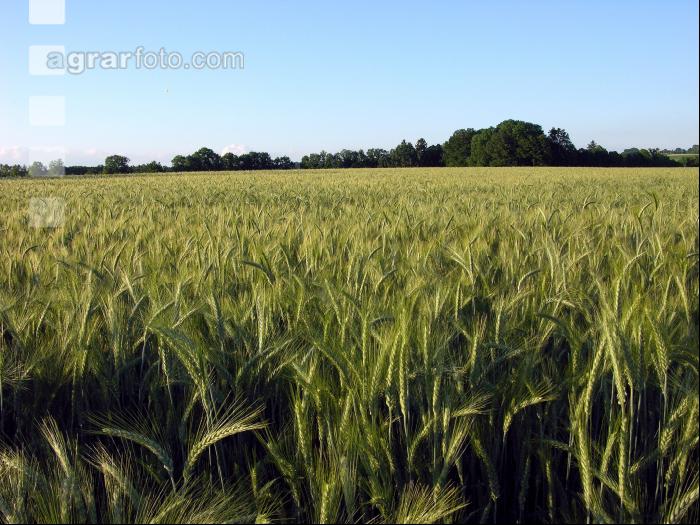 Triticale Blüte 16