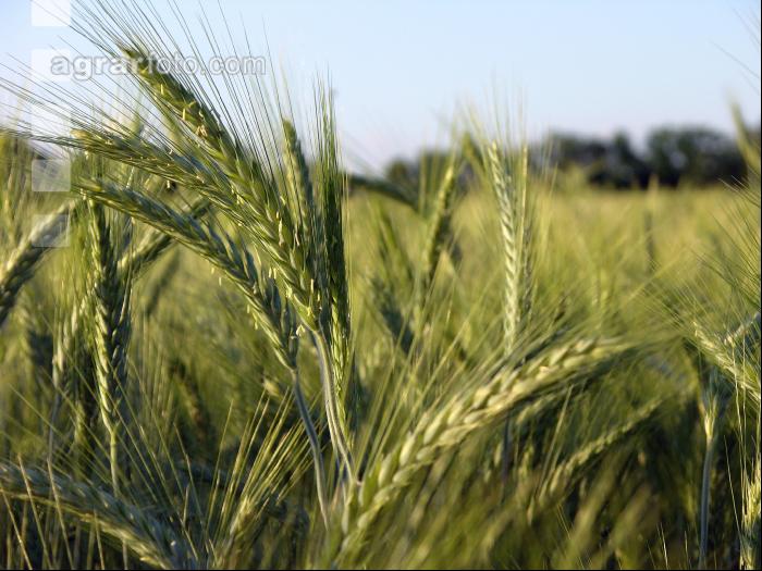 Triticale Blüte 17