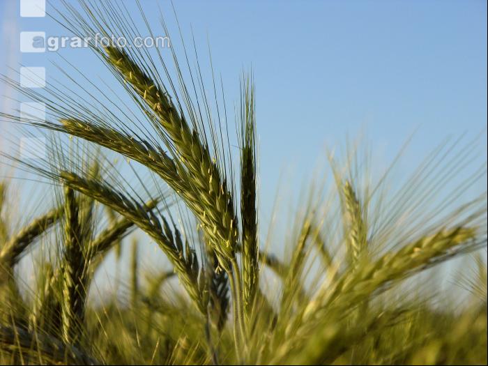 Triticale Blüte 18