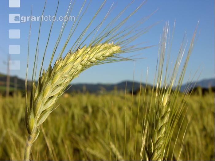 Triticale 10